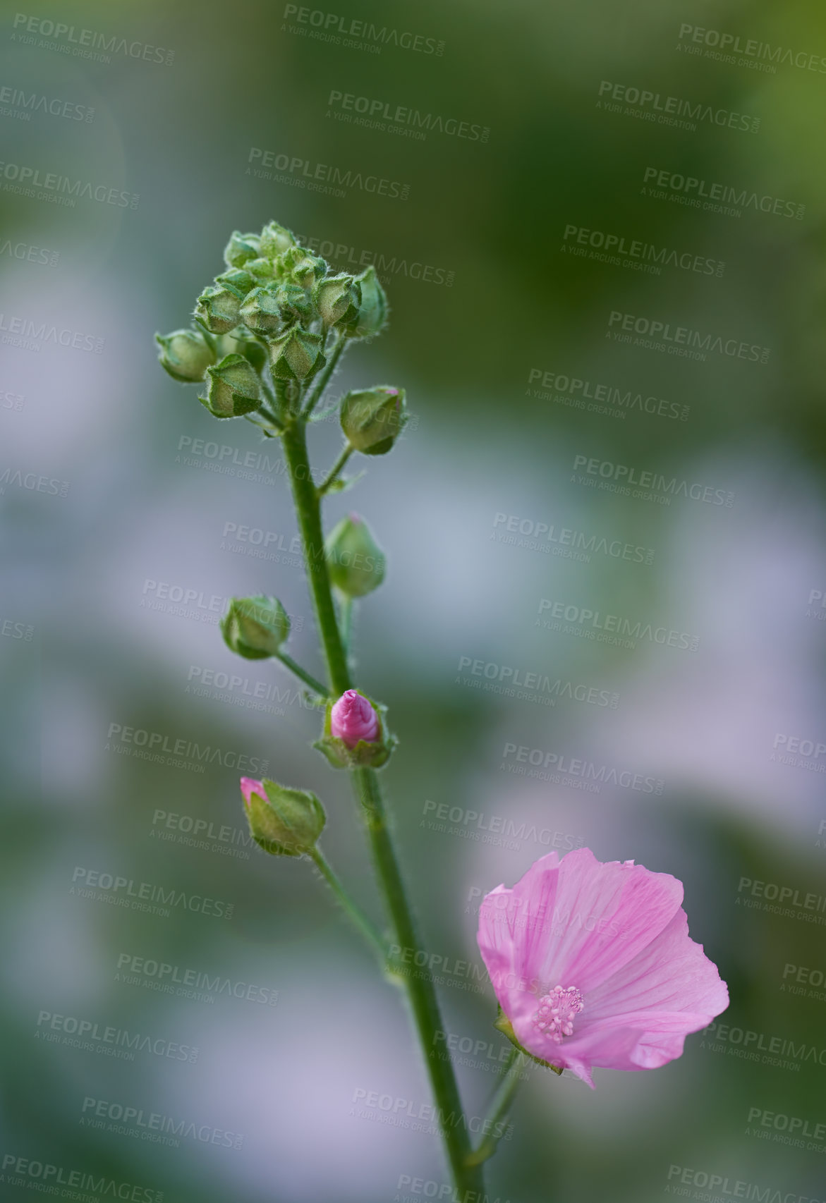 Buy stock photo A series of beautiful garden photos