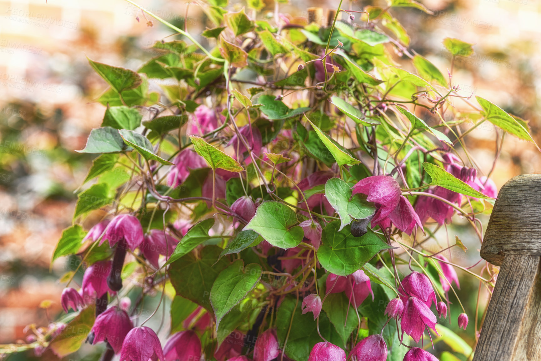 Buy stock photo Closeup of purple bougainvillaea flowers blooming in humid tropical locations overseas. Lush, green and vibrant plant grown as a vine, blossoming and growing on bush, shrub or hedge in a home garden
