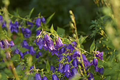 Buy stock photo A series of beautiful garden photos