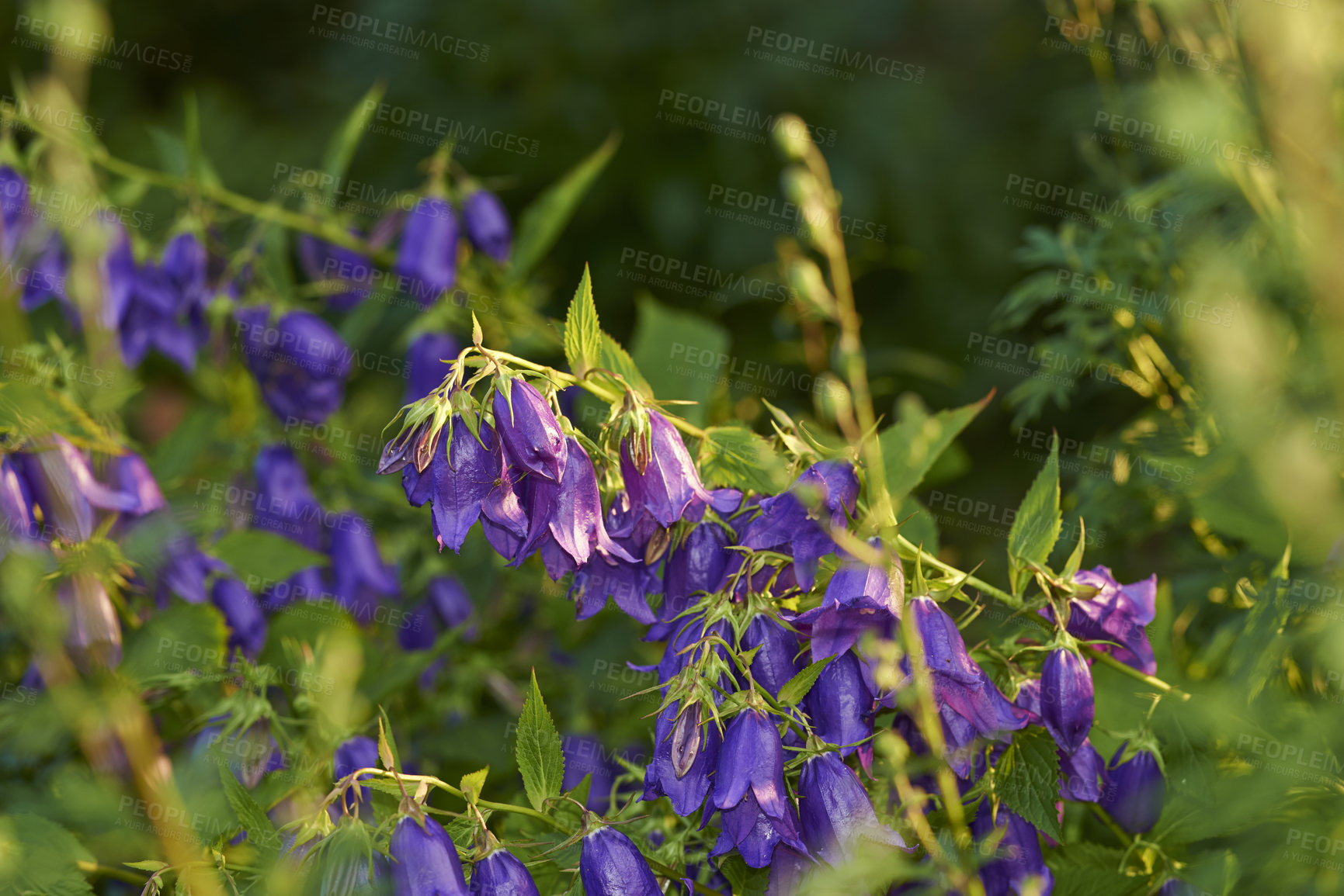 Buy stock photo A series of beautiful garden photos