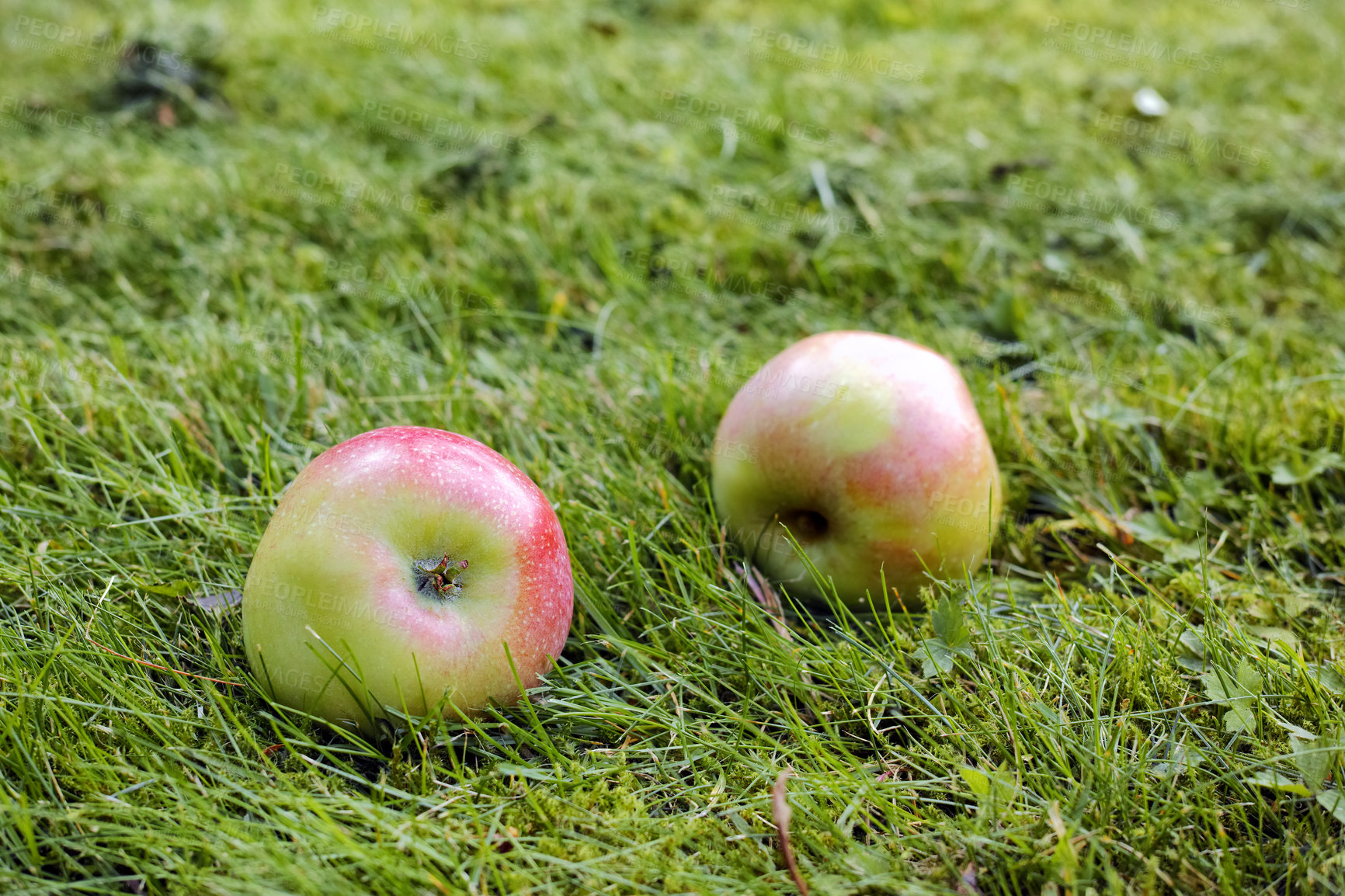 Buy stock photo Healthy agricultural vegan organic fruit or produce, ripe and ready for the harvest season on a grassy meadow. Closeup of two fallen apples lying in the grass on the field of a sustainable farm 