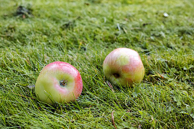 Buy stock photo Healthy agricultural vegan organic fruit or produce, ripe and ready for the harvest season on a grassy meadow. Closeup of two fallen apples lying in the grass on the field of a sustainable farm 