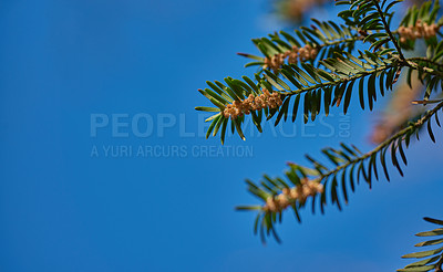 Buy stock photo Taxus baccata or european yew with dark green foliage and male flowers growing against a clear blue sky background with copy space from below. Evergreen and conifer tree or shrub with vibrant blooms