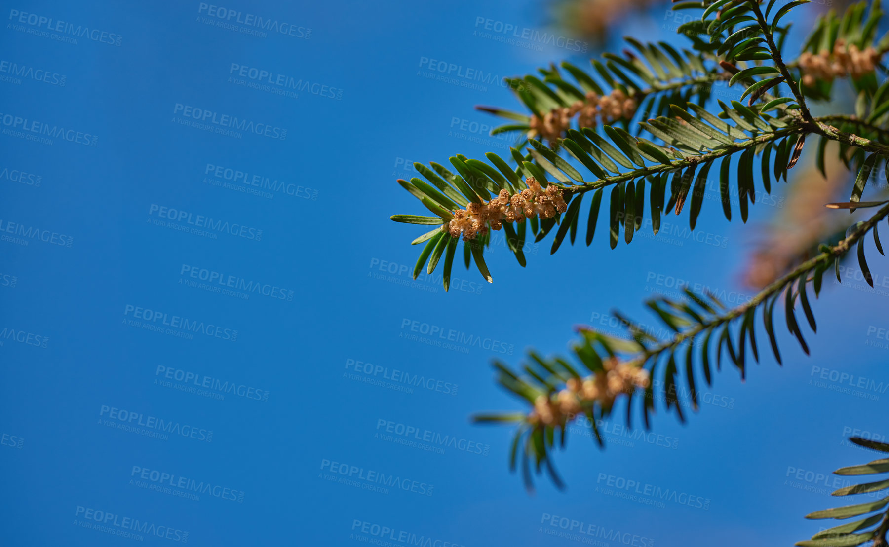 Buy stock photo Taxus baccata or european yew with dark green foliage and male flowers growing against a clear blue sky background with copy space from below. Evergreen and conifer tree or shrub with vibrant blooms