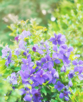 Buy stock photo Purple or blue geranium flowers growing in a botanical garden on a sunny day outdoors. Closeup of magical plants with vibrant violet petals blooming and blossoming in spring in a lush environment