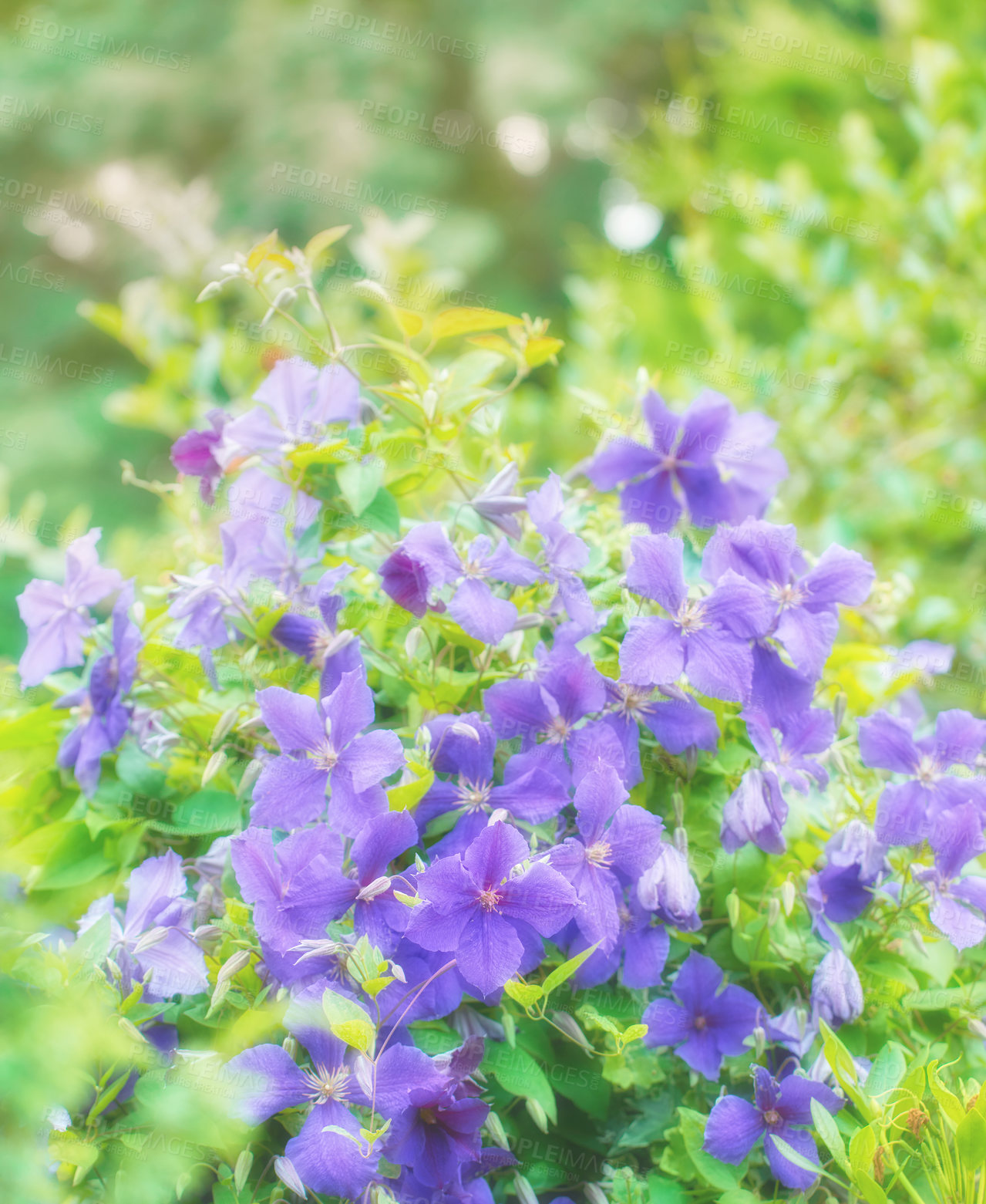 Buy stock photo Purple or blue geranium flowers growing in a botanical garden on a sunny day outdoors. Closeup of magical plants with vibrant violet petals blooming and blossoming in spring in a lush environment