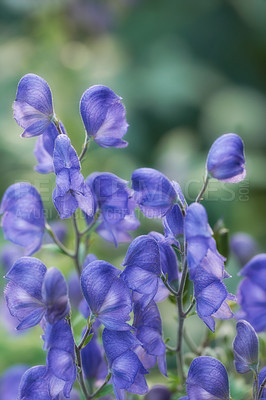 Buy stock photo Closeup of blue aconite flowers growing, blossoming and flowering as a herbal and medicinal plant for traditional homeopathy. Bunch of vibrant little plants blooming on a bush or shrub in home garden