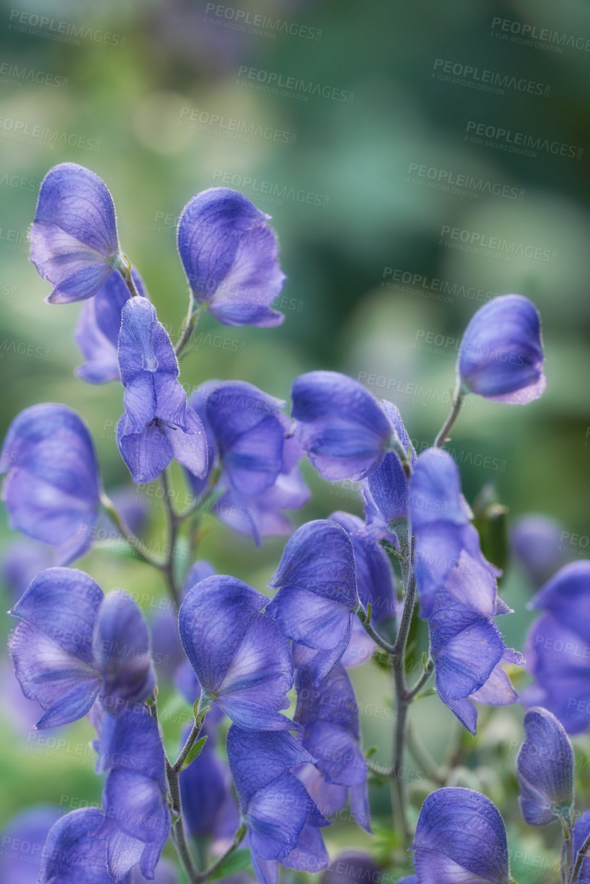 Buy stock photo Closeup of blue aconite flowers growing, blossoming and flowering as a herbal and medicinal plant for traditional homeopathy. Bunch of vibrant little plants blooming on a bush or shrub in home garden