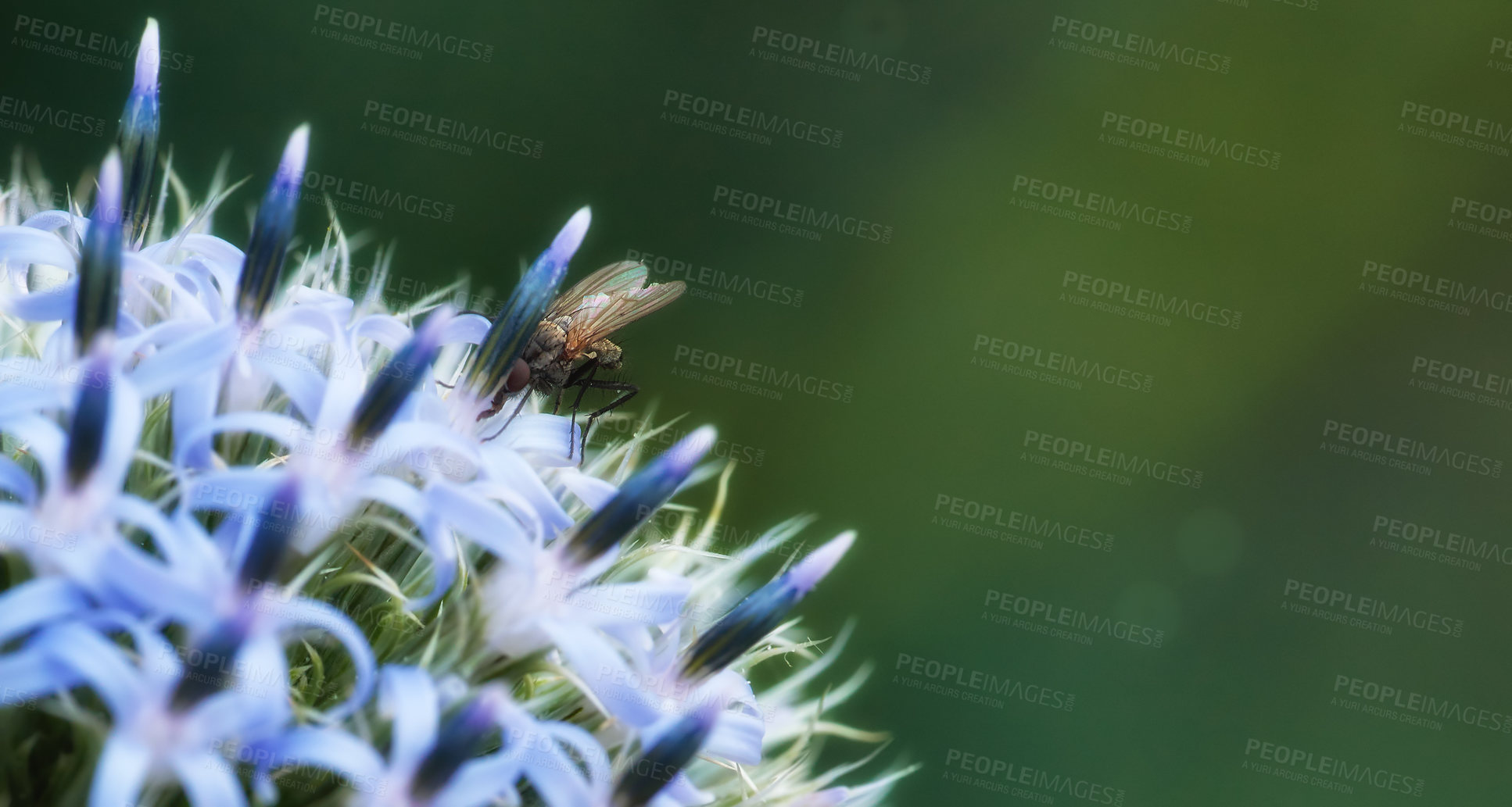 Buy stock photo Closeup of a delia antiqua fly feeding of blue globe thistle flower in private or secluded home garden. Textured detail of blossoming echinops, bokeh copy space background and insect or pest control