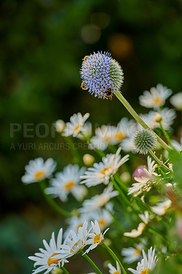 Buy stock photo Bees pollinating on a globe thistle flower with blurred green background and copy space. Echinops and daisy perennial flowering plant with a green stem in a garden or park outdoors during pollination