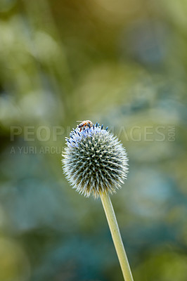 Buy stock photo Closeup of a bee on a globe thistle flower collecting pollen with blurred background copy space. One echinops perennial flowering pant with a green stem growing in a garden or park outdoors