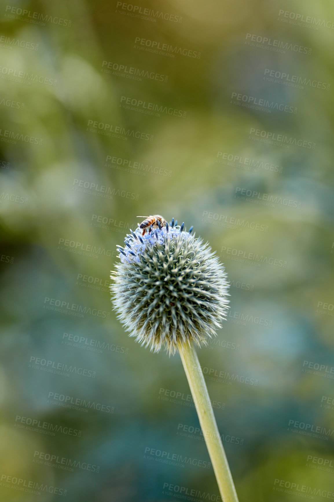 Buy stock photo Closeup of a bee on a globe thistle flower collecting pollen with blurred background copy space. One echinops perennial flowering pant with a green stem growing in a garden or park outdoors