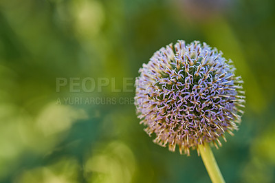 Buy stock photo Closeup of a wild globe thistle flower blossoming and blooming for insect pollination in a private and secluded home garden. Textured detail of a flowering echinops with a bokeh copy space background