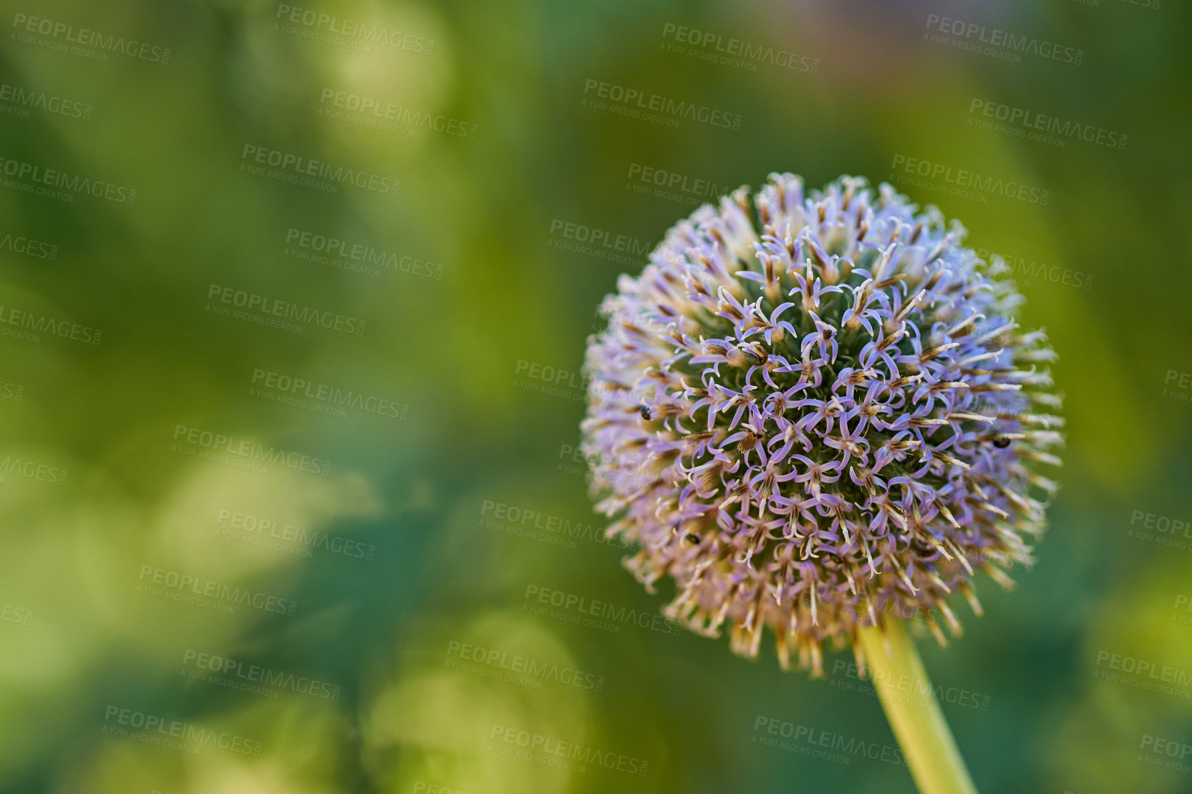 Buy stock photo Closeup of a wild globe thistle flower blossoming and blooming for insect pollination in a private and secluded home garden. Textured detail of a flowering echinops with a bokeh copy space background