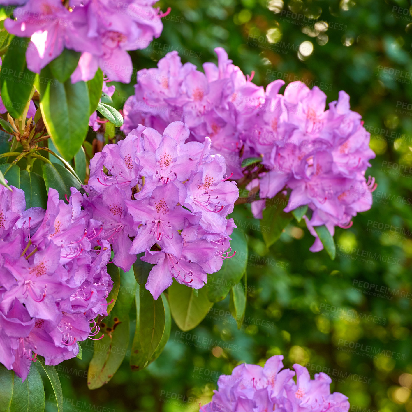 Buy stock photo A series of Purple Rhododendron in my garden