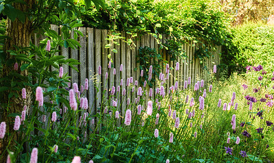 Buy stock photo A series of beautiful garden photos