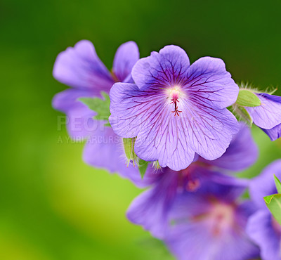 Buy stock photo Closeup of purple Cranesbill flowers on green background. Petal details of geranium perennial flowering plant growing in a garden. Pretty colorful gardening blossoms for outdoor landscaping in spring