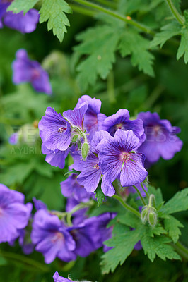 Buy stock photo Closeup of beautiful plants with vibrant violet petals blooming and blossoming in spring in a lush environment. Purple or blue geranium flowers growing in a botanical garden on a sunny day outdoors