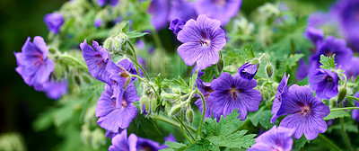 Buy stock photo Purple or blue geranium flowers growing in a botanical garden on a sunny day outdoors. Closeup of beautiful plants with vibrant violet petals blooming and blossoming in spring in a lush environment
