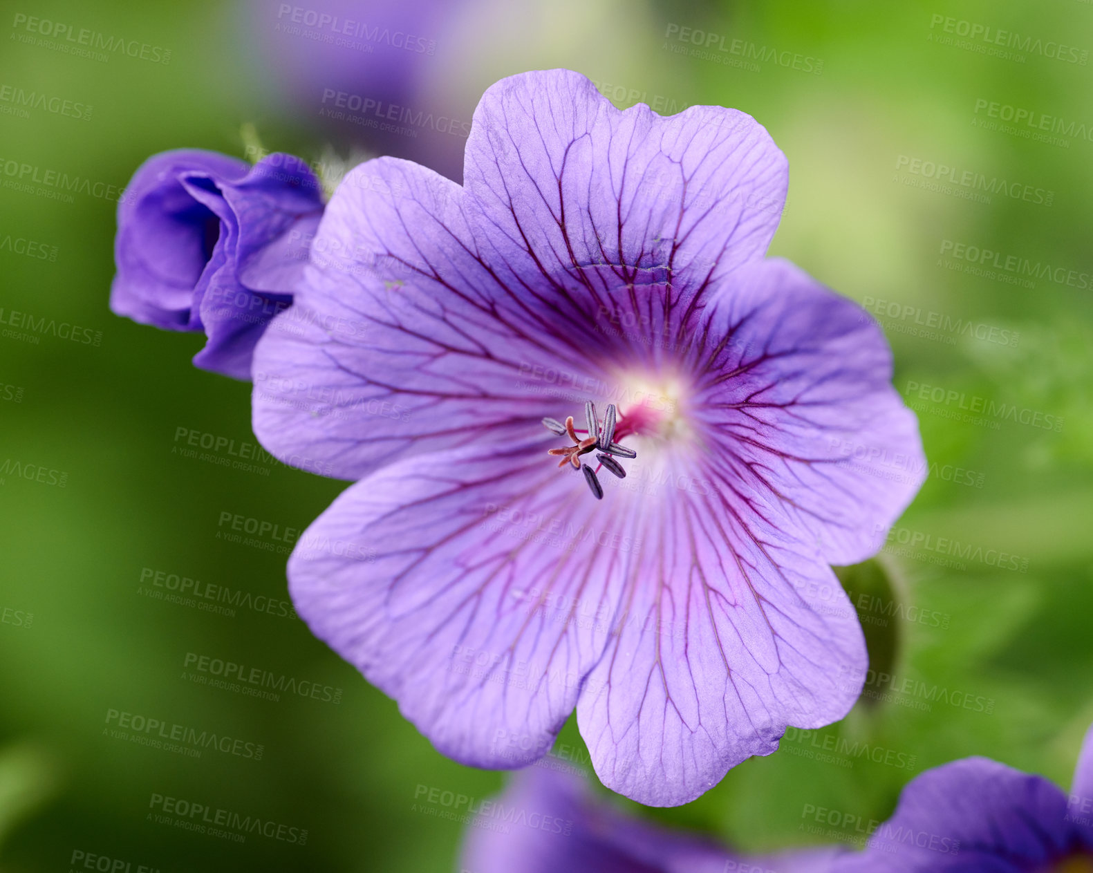 Buy stock photo Purple cranesbill geranium flower growing in a botanical garden on a sunny day outdoors. Closeup of beautiful plants with vibrant violet petals blooming and blossoming in spring in a lush environment