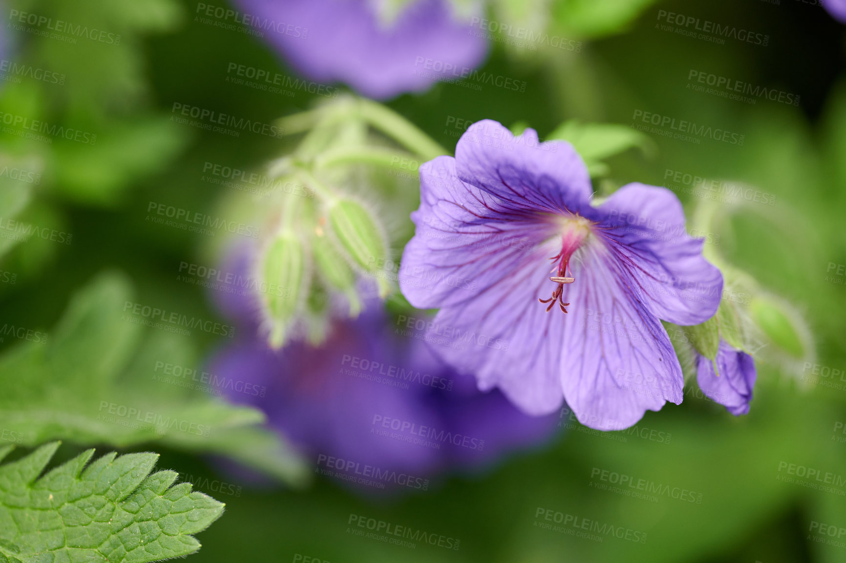 Buy stock photo Closeup of a blue cranesbill geranium flower growing in a botanical garden on a sunny day outdoors. Beautiful plants with vibrant violet petals blooming and blossoming in spring in a lush environment