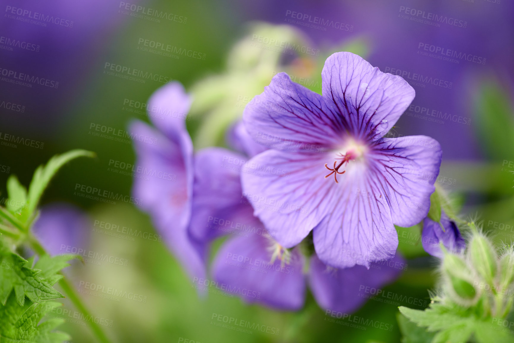 Buy stock photo Closeup of blue cranesbill flowers with exposed stamen for pollination access in remote field, meadow or home garden. Macro texture detail of geranium plant growing, flowering or blooming in backyard