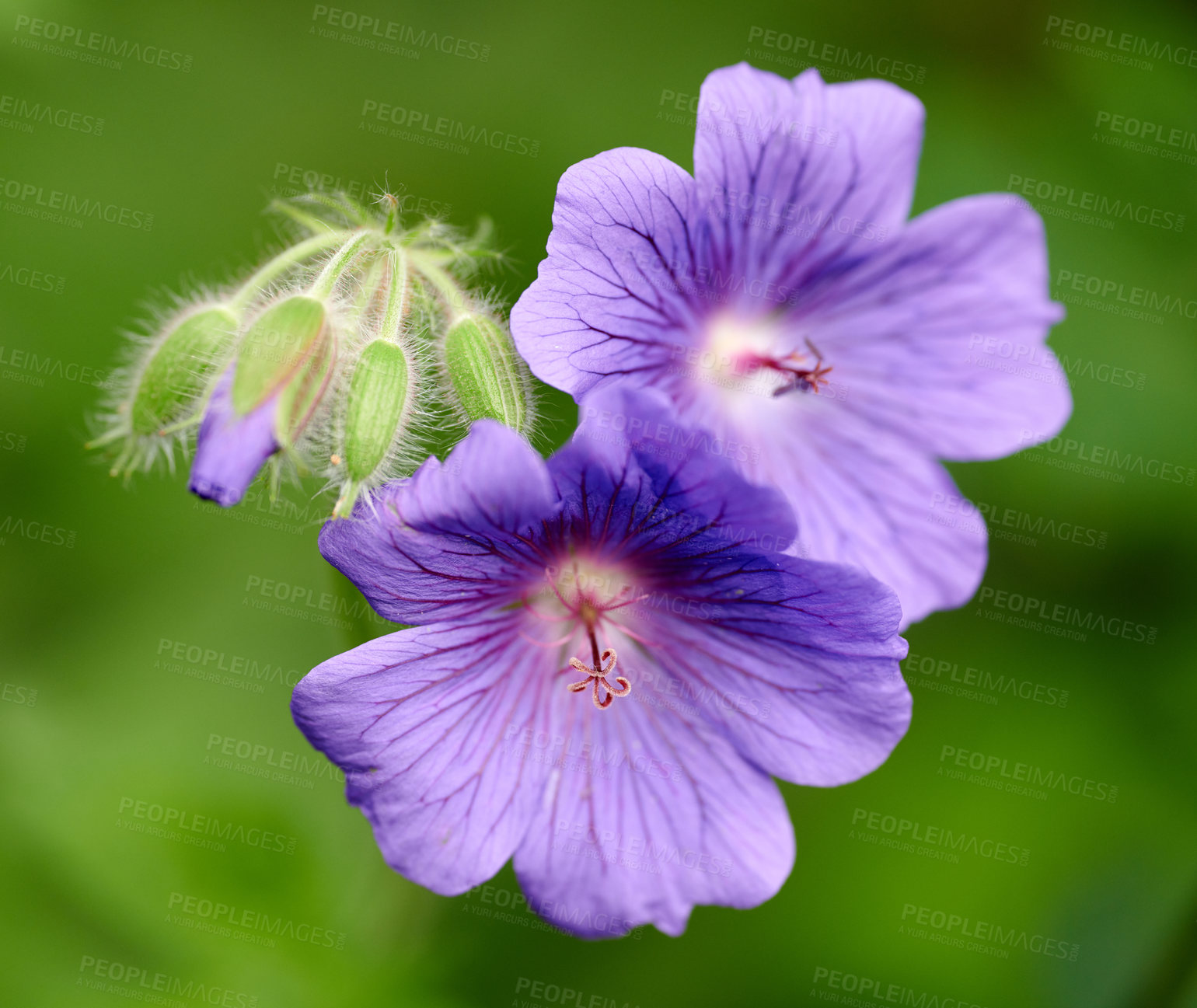 Buy stock photo Closeup of purple or blue geranium flowers growing in a botanical garden on a sunny day outdoors. Beautiful plants with vibrant violet petals blooming and blossoming in spring in a lush environment