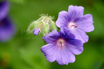 Buy stock photo Closeup of Blue Geranium flowers growing in a backyard garden in summer. Violet flowering plants beginning to bloom and blossom on a field or meadow. Pretty vibrant flora in a natural environment