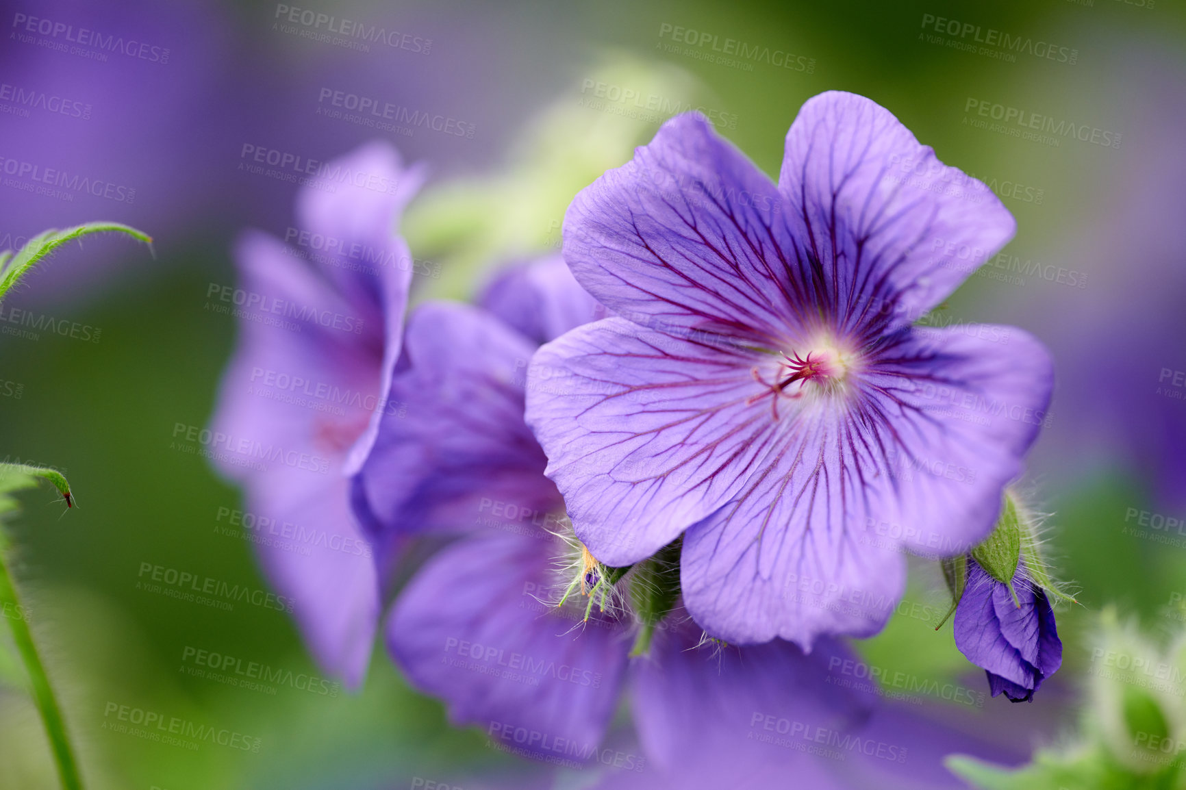 Buy stock photo Purple cranesbill geranium flowers growing in a botanical garden on a sunny day outside. Closeup of beautiful plants with vibrant violet petals blooming and blossoming in spring in a lush environment