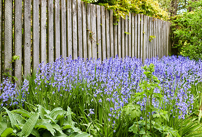 Buy stock photo A vibrant bunch of Bluebell flowers growing in a backyard garden on a summer day. Colorful and bright purple plants bloom during spring outdoors in nature. The details of botanical foliage in a yard