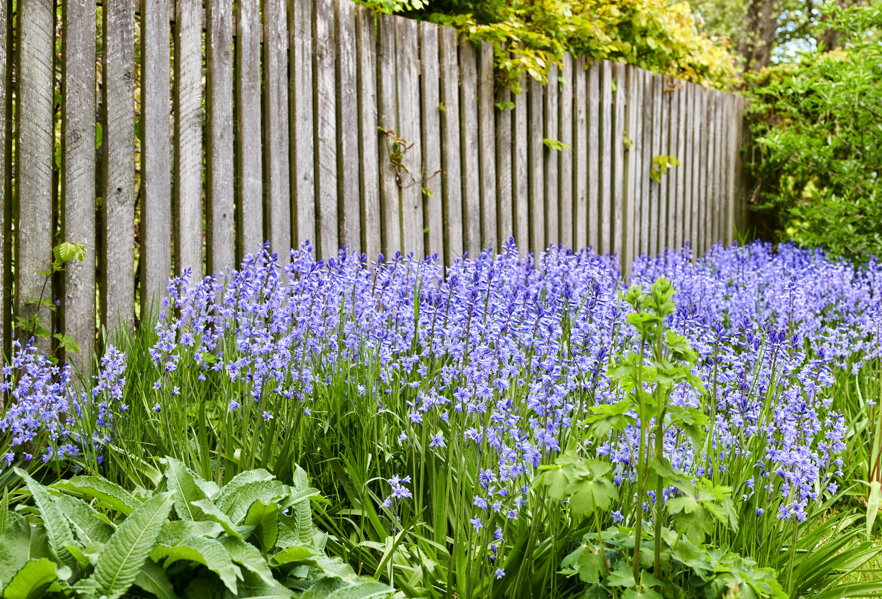 Buy stock photo A vibrant bunch of Bluebell flowers growing in a backyard garden on a summer day. Colorful and bright purple plants bloom during spring outdoors in nature. The details of botanical foliage in a yard