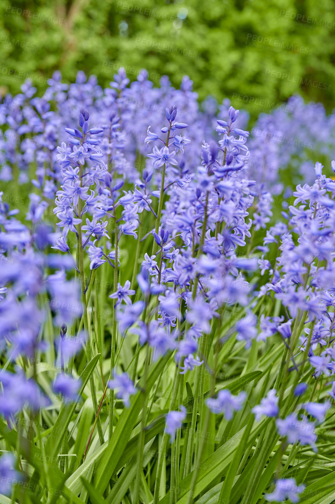 Buy stock photo Perennial plants with vibrant petals thriving in a peaceful park. Closeup of colorful purple flowers in a garden. Spanish bluebell or hyacinthoides non scripta blossoming in nature during spring. 