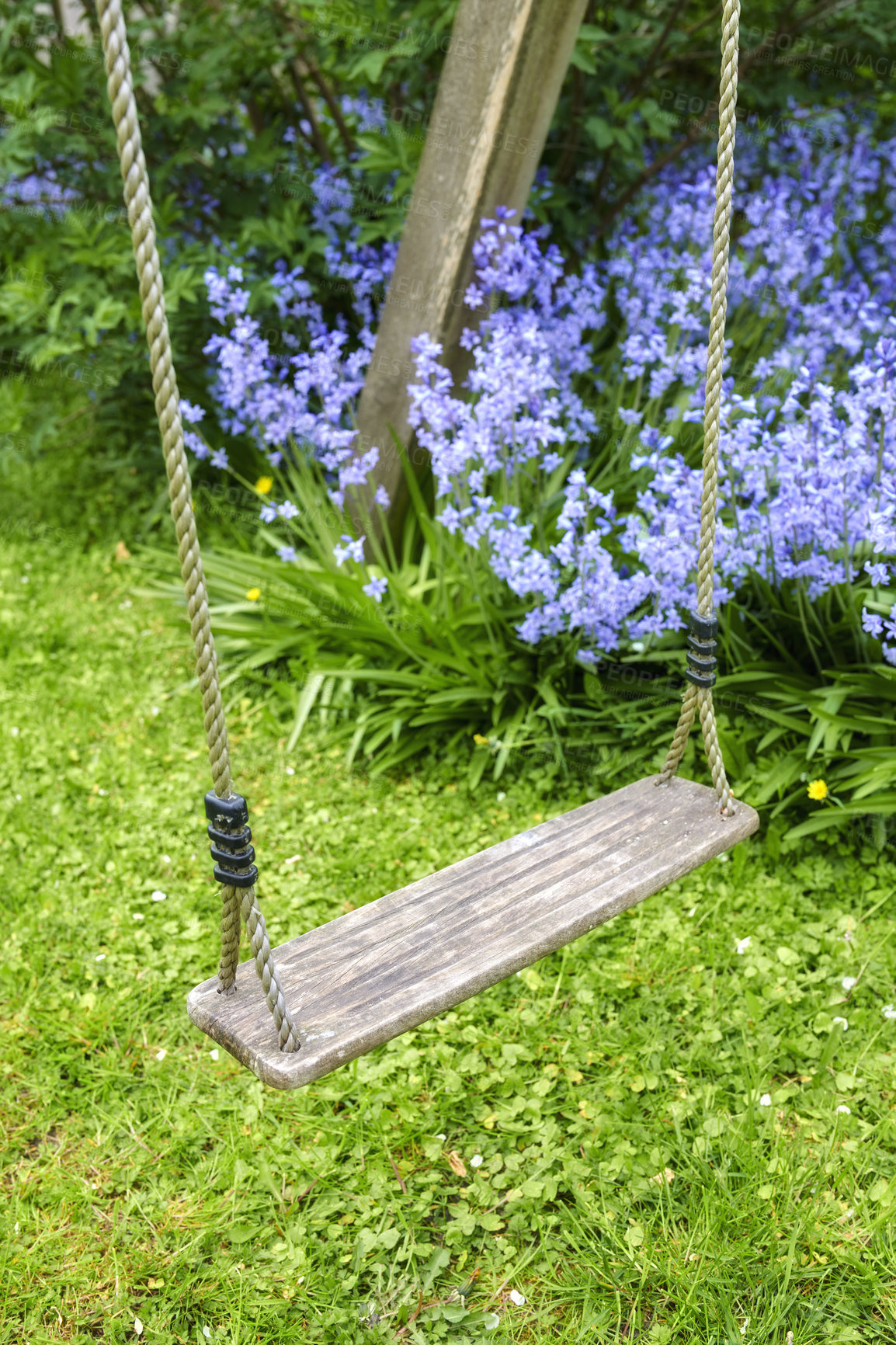 Buy stock photo Bluebell - Scilla siberica, blue flowers in late spring