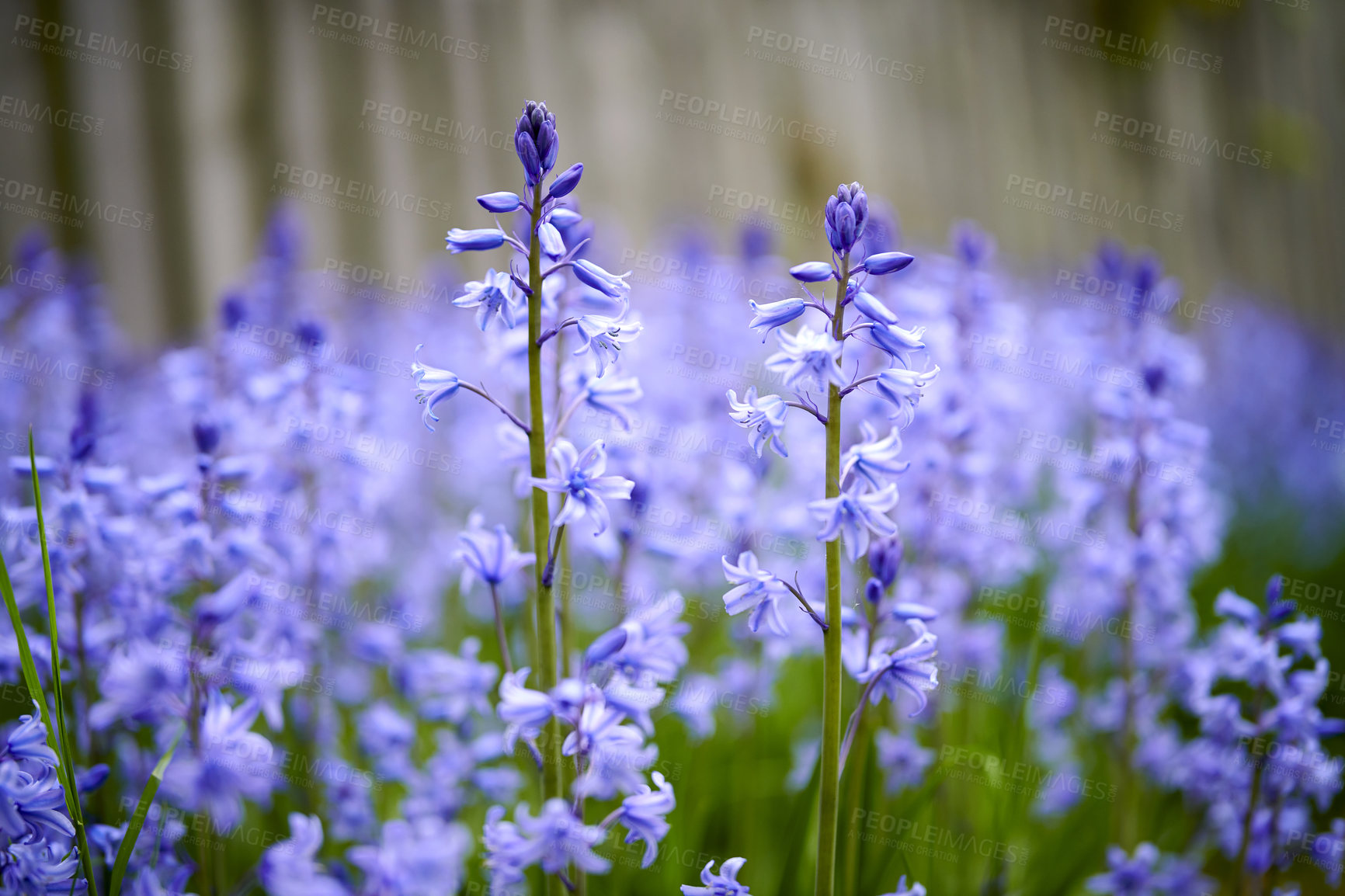 Buy stock photo A vibrant bunch of Bluebell flowers growing in a backyard garden on a summer day. Colorful and bright purple plants bloom during spring outdoors in nature. The details of botanical foliage in a yard