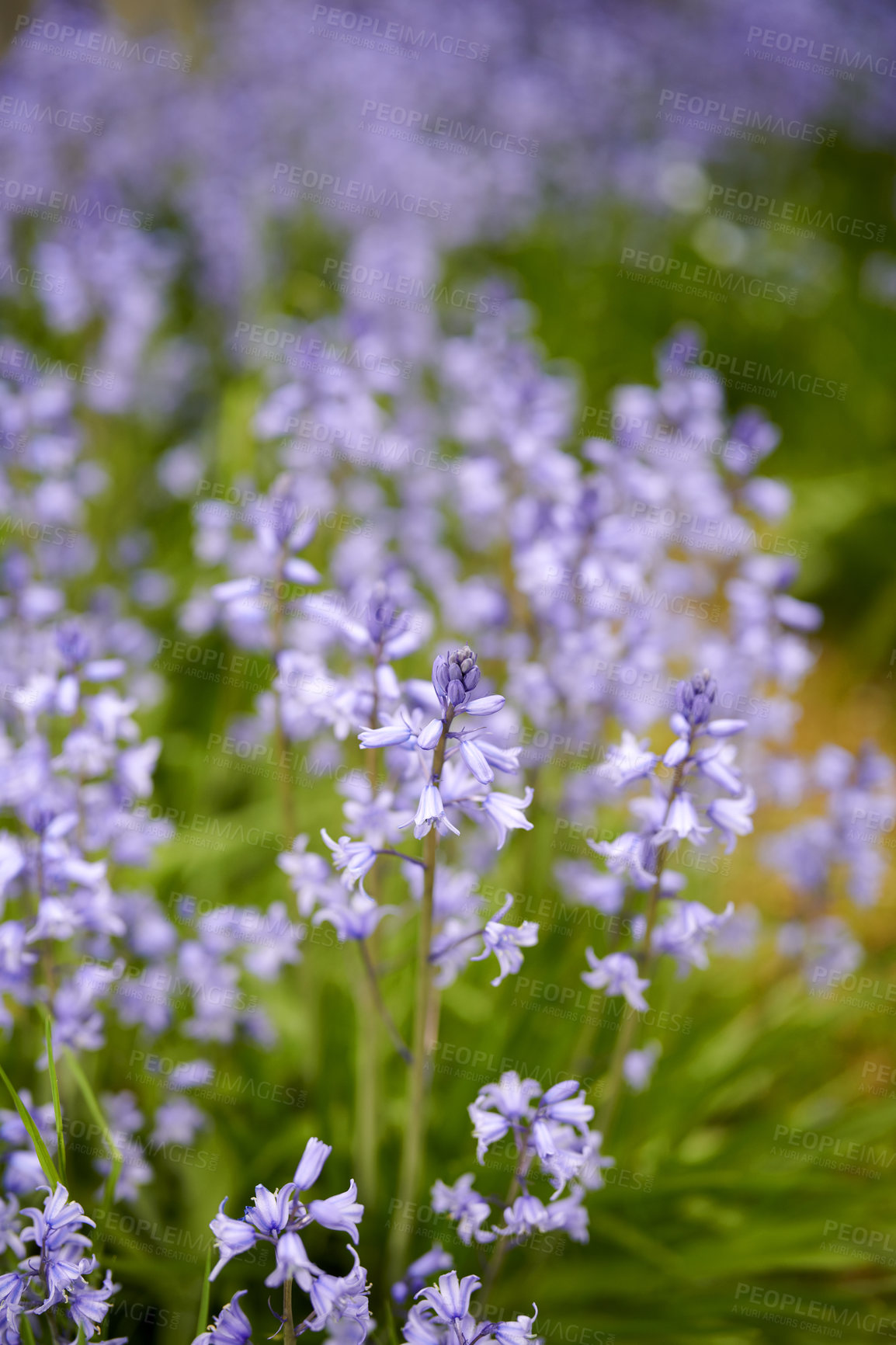 Buy stock photo Vibrant Bluebell flowers growing in a backyard garden on a summer afternoon. A bunch of bright purple plants outdoors in a botanical forest. Detail of foliage blooming in nature during spring
