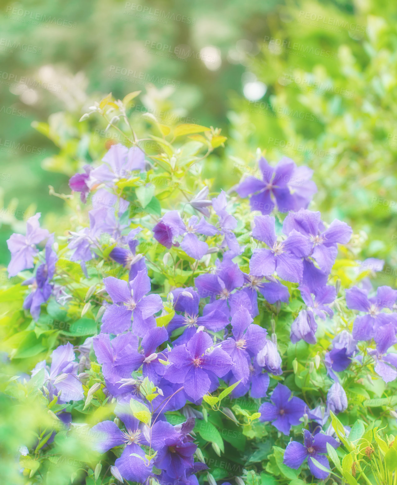 Buy stock photo Purple cranesbill geranium flowers growing in a botanical garden on a sunny day outside. Closeup of beautiful plants with vibrant violet petals blooming and blossoming in spring in a lush environment