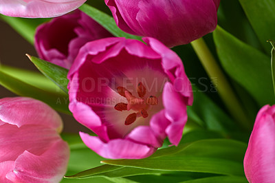 Buy stock photo Closeup of pink tulips growing, blossoming, flowering in spring. Macro view of a bunch of flowers growing and  blooming. Horticulture, the cultivation of decorative organic plants with lush petals