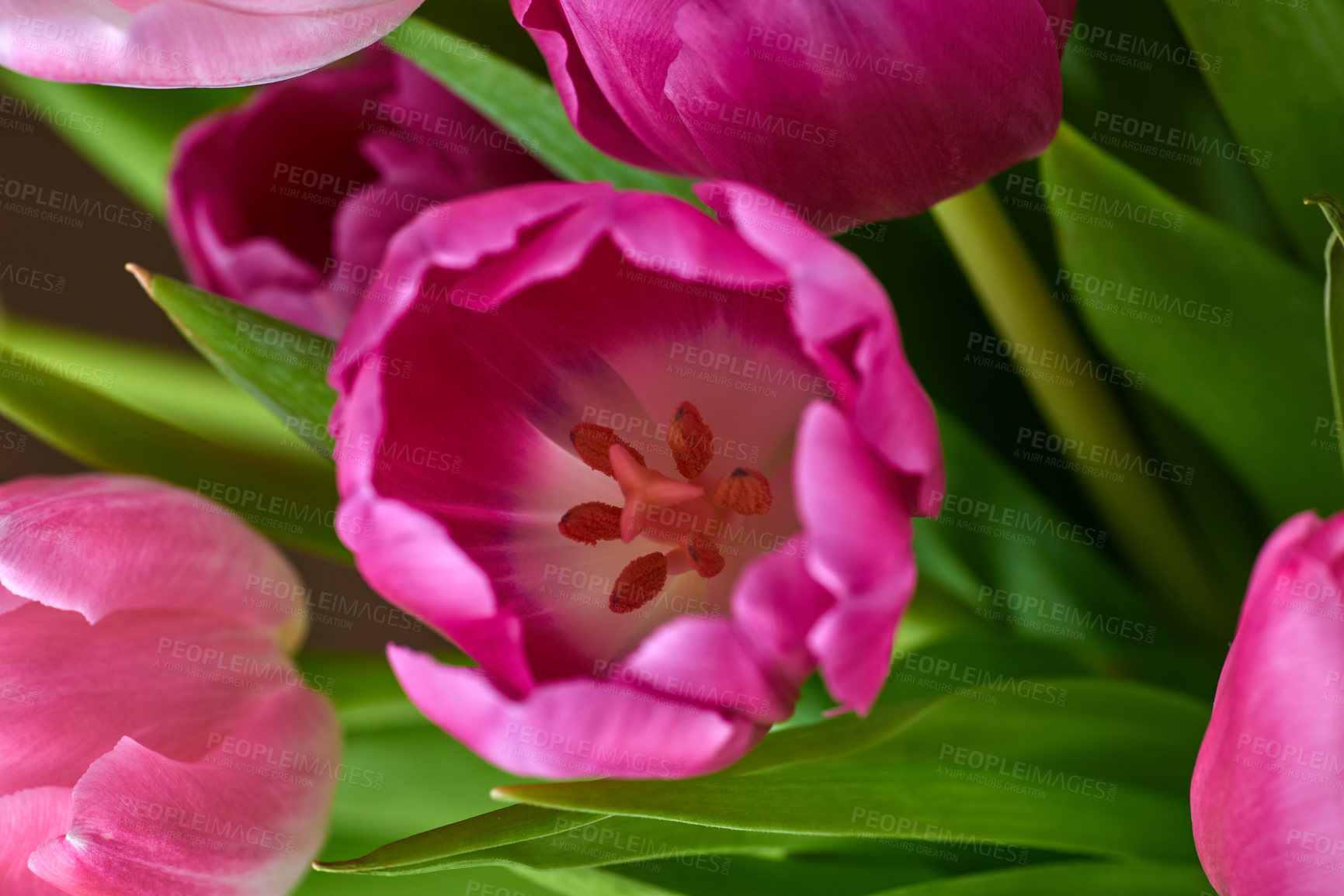 Buy stock photo Closeup of pink tulips growing, blossoming, flowering in spring. Macro view of a bunch of flowers growing and  blooming. Horticulture, the cultivation of decorative organic plants with lush petals