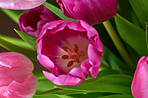 Tulips with black background