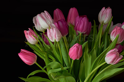 Buy stock photo Fresh white and pink tulips against a black background. Closeup of a bunch of beautiful flowers with vibrant petals and green leaves. Blossoming bouquet symbolizing hope and love for valentines day
