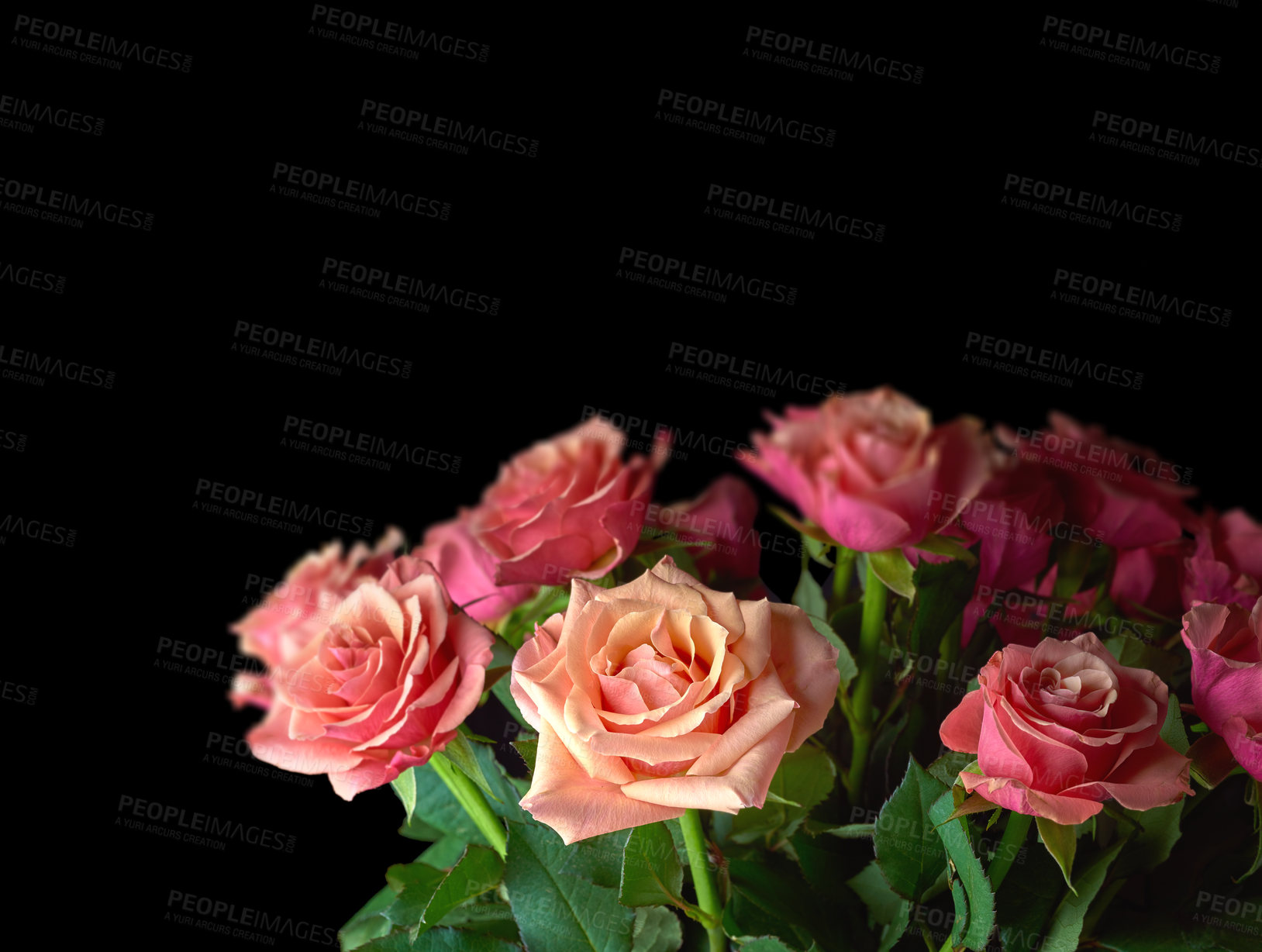 Buy stock photo A bouquet of red roses on against black background