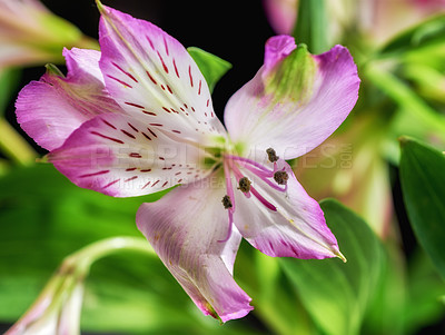 Buy stock photo Beautiful flower - dark background