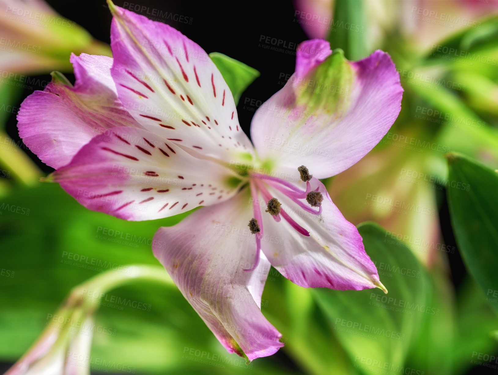 Buy stock photo Beautiful flower - dark background