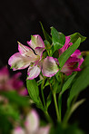 Beautiful bouquet of flowers