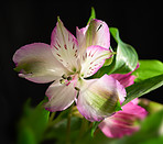 Beautiful flower - dark background