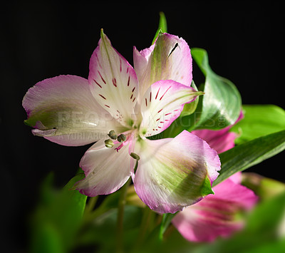 Buy stock photo Beautiful flower - dark background