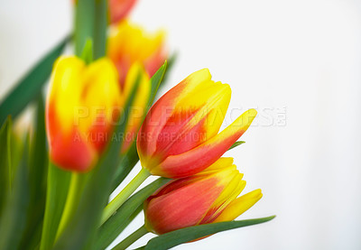 Buy stock photo Fresh orange and yellow tulips against a white background. Closeup of bunch of beautiful flowers with vibrant petals and green leaves. Blossoming bouquet symbolizing hope and love for valentines day
