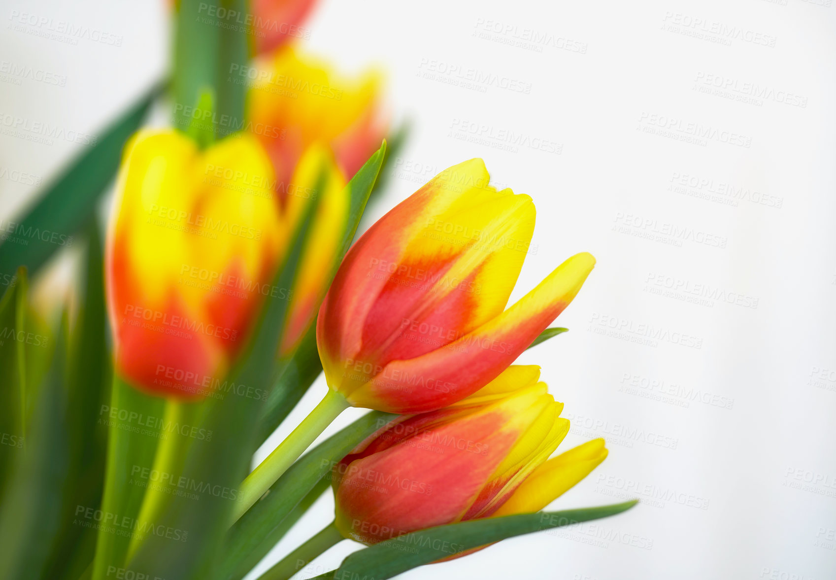 Buy stock photo Fresh orange and yellow tulips against a white background. Closeup of bunch of beautiful flowers with vibrant petals and green leaves. Blossoming bouquet symbolizing hope and love for valentines day