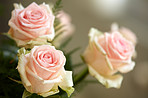 Pink roses 