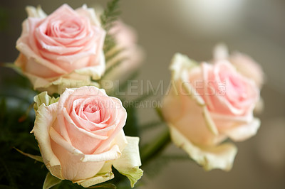 Buy stock photo A beautiful red and pink roses in a vase